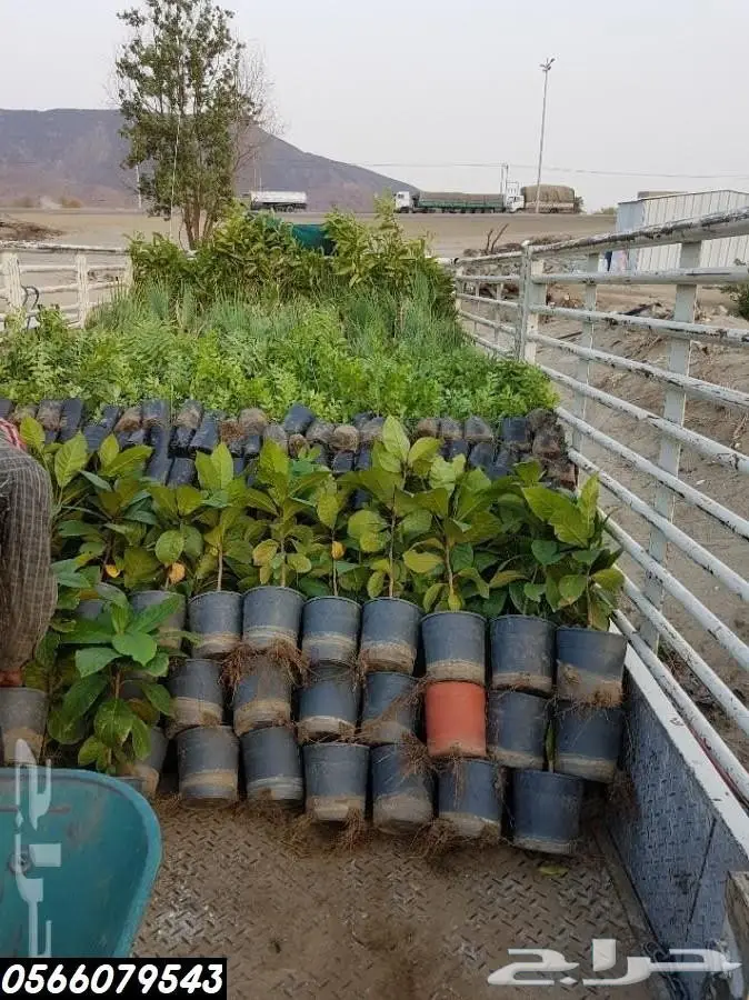 شتلات بريال ونصف (جمله) .عبدالعزيز السلطان  6