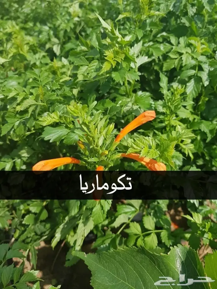 شتلات بريال ونصف (جمله) .عبدالعزيز السلطان  9