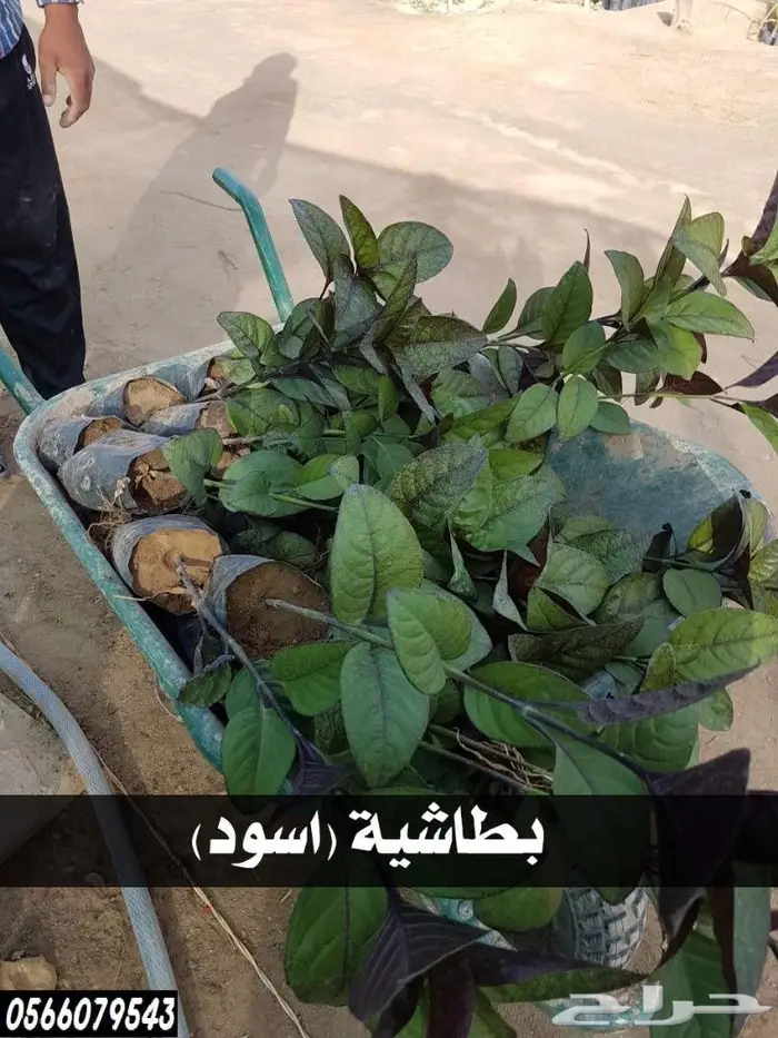 شتلات بريال ونصف (جمله) .عبدالعزيز السلطان  12