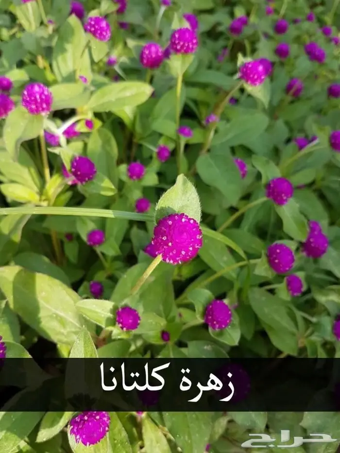 شتلات بريال ونصف (جمله) .عبدالعزيز السلطان  14