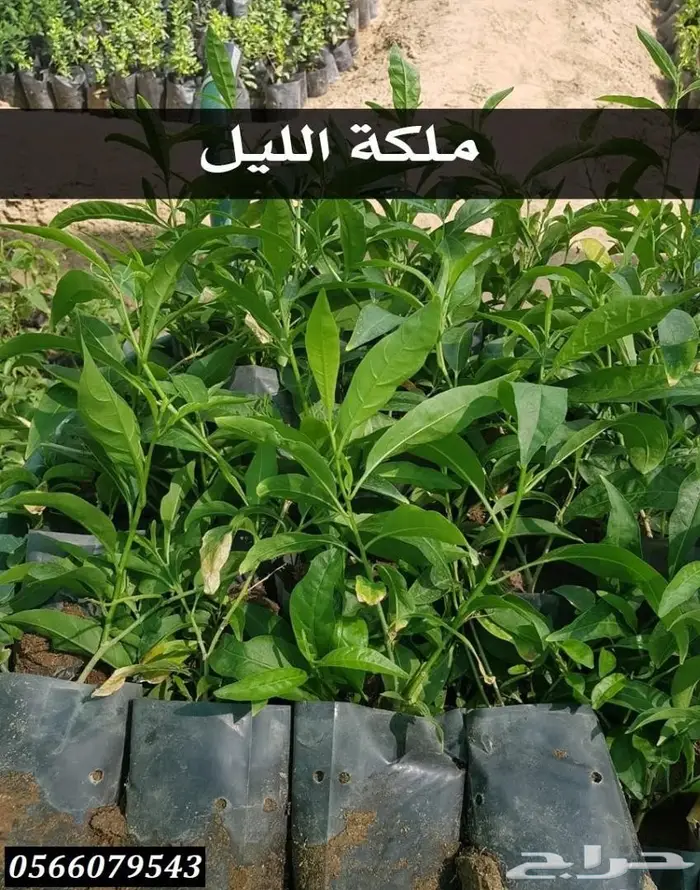 شتلات بريال ونصف (جمله) .عبدالعزيز السلطان  16