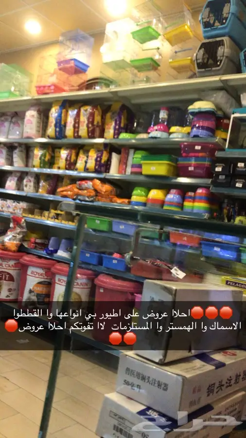 بيع اطيور وا القطط وجميع انواع الحيونات  5