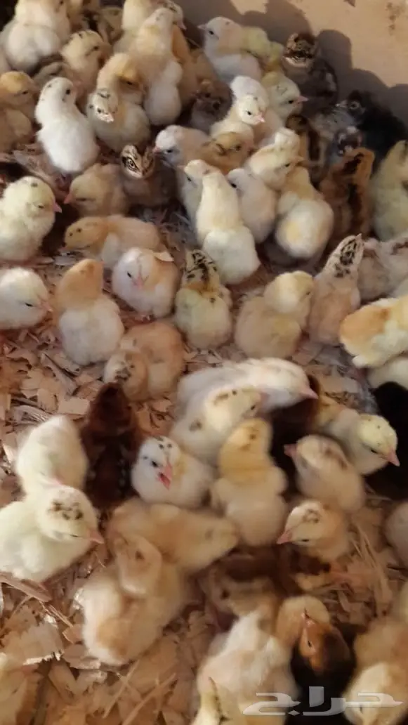 صوص جديد جااهز 2