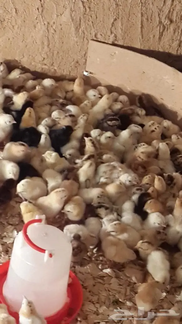 صوص جديد جااهز 3