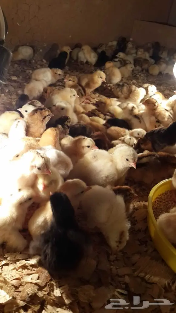 صوص جديد جااهز 4