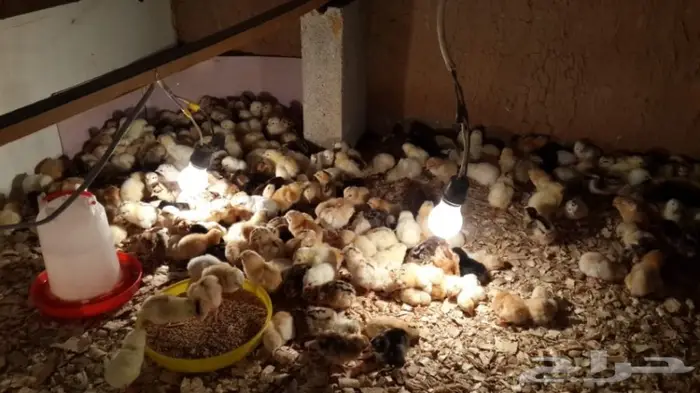 صوص جديد جااهز 0