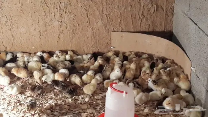 صوص جديد جااهز 1