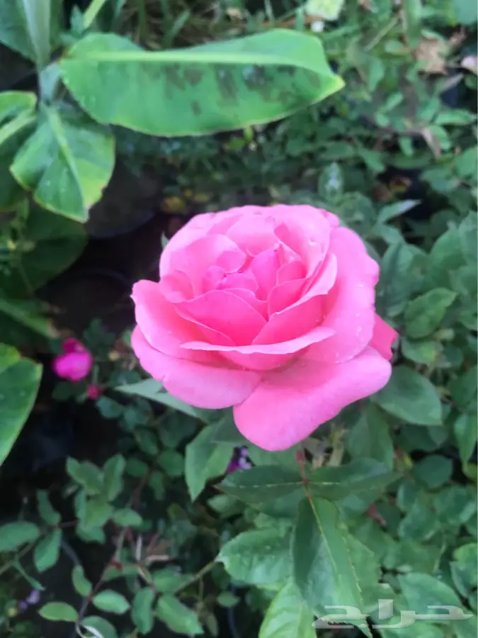 شتلات بلدي منتجة  6