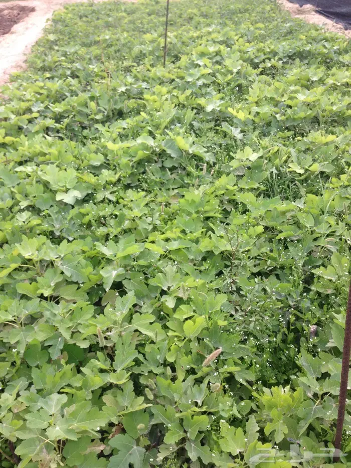 شجرة تين للبيع 2