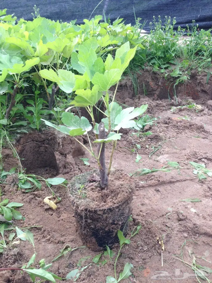 شجرة تين للبيع 3