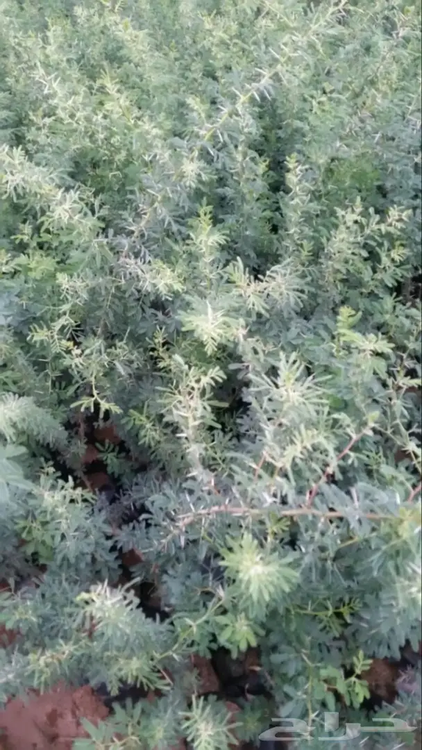 شتلات أقل الاسعار ريال ونصف للشتله 0566079543 14