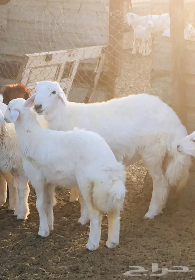 ذبايح واصله الى منزلك 20