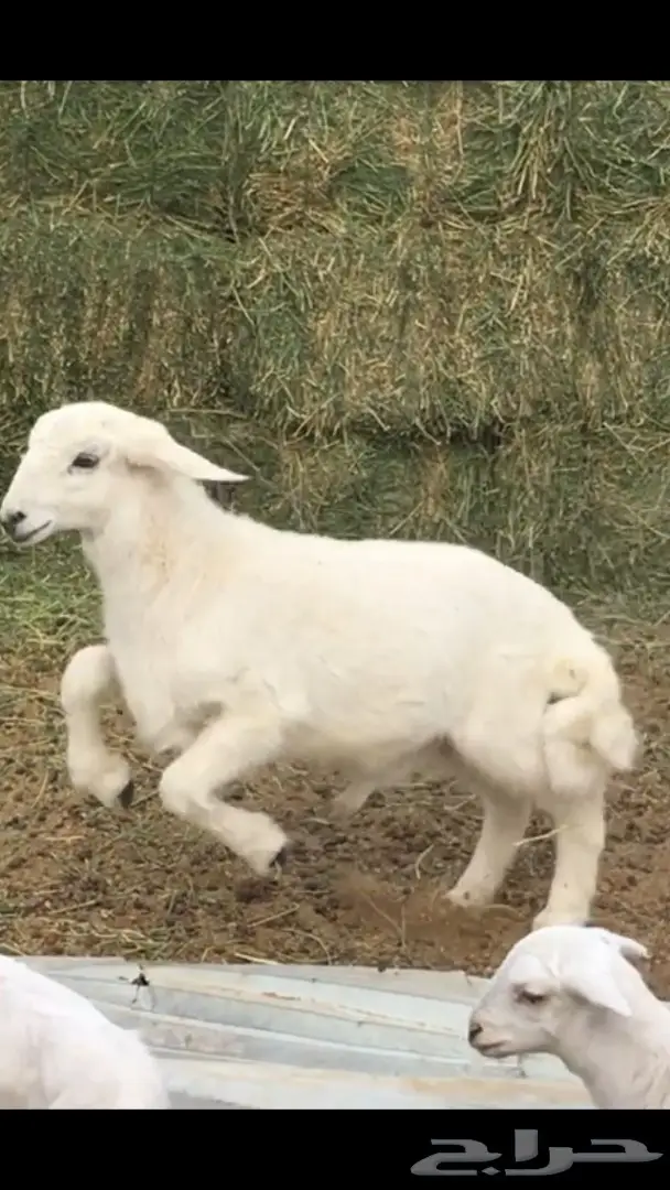 ذبايح واصله الى منزلك 24