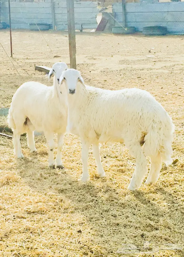 ذبايح واصله الى منزلك 21