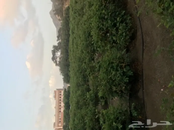 دهن ورد طايفي انتاج 1446ه 6