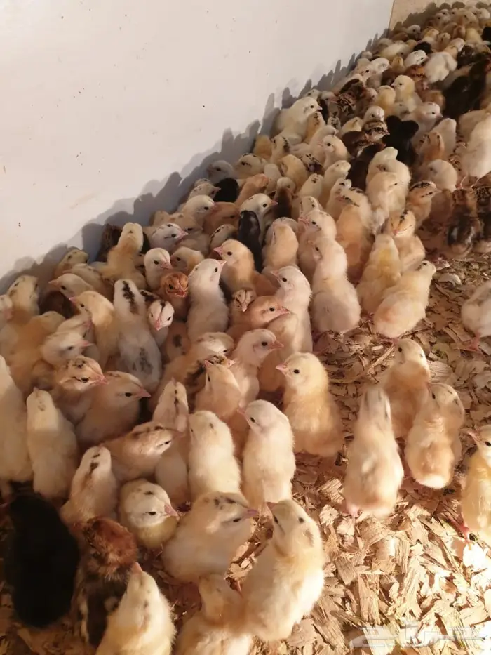 صوص دجاج السعر مناسب للجميع 0