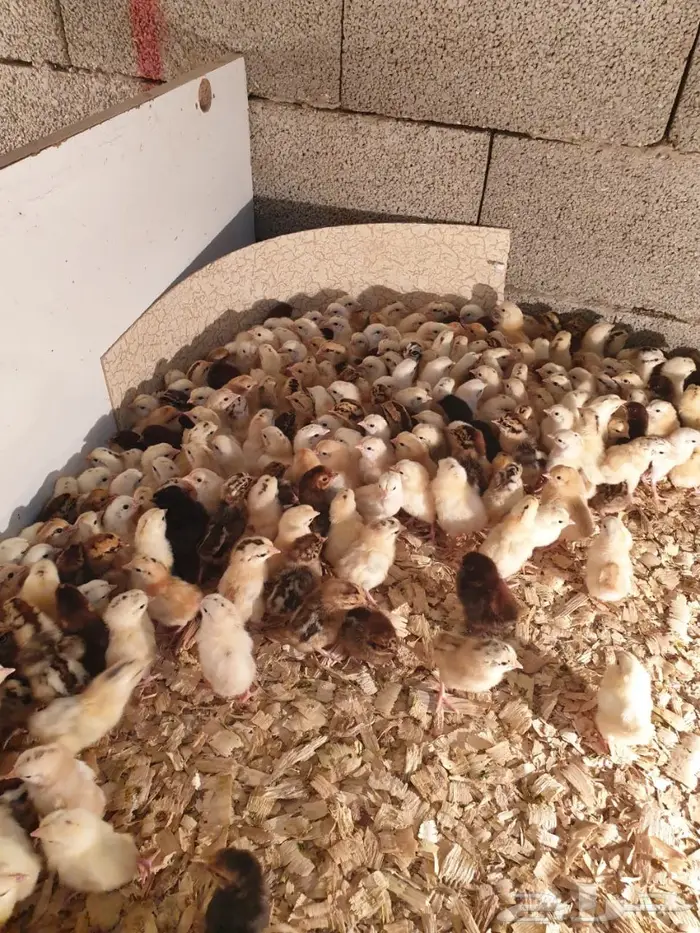 صوص دجاج السعر مناسب للجميع 1