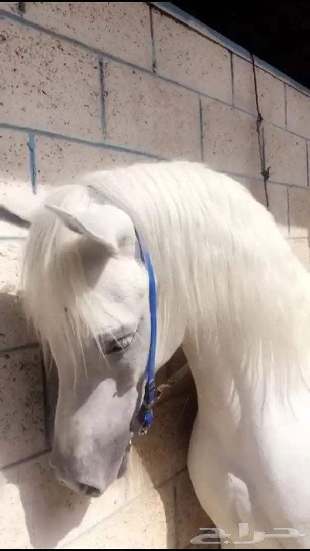 اسطبل إيواء خيل  0