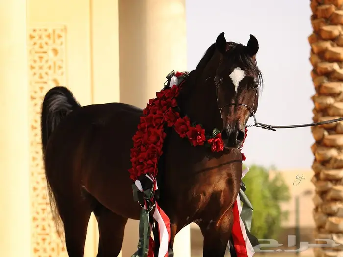 اسطبل إيواء خيل  1