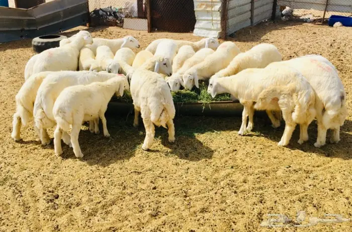 ذبايح واصله الى منزلك 25