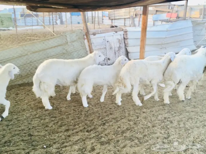 ذبايح واصله الى منزلك 26