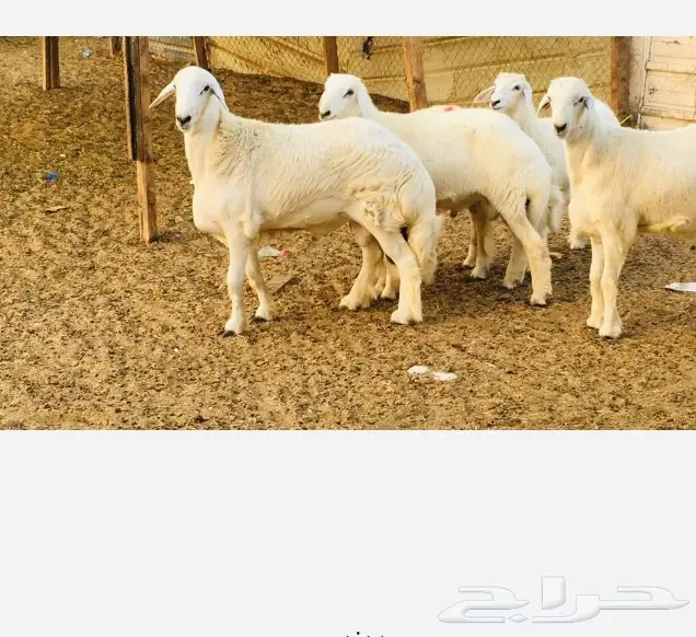 ذبايح واصله الى منزلك 27