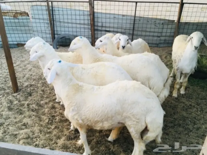 ذبايح واصله الى منزلك 28