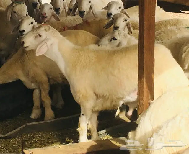 ذبايح واصله الى منزلك 31