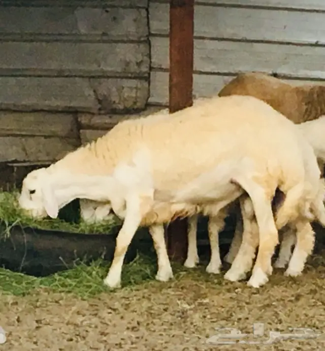 ذبايح واصله الى منزلك 29