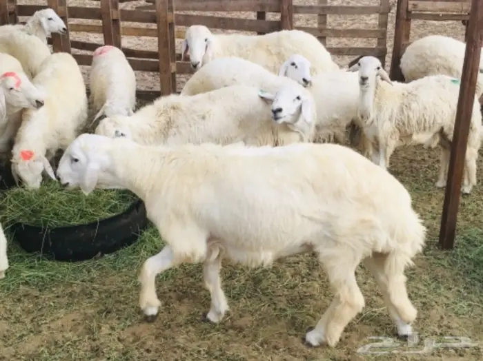 ذبايح واصله الى منزلك 30