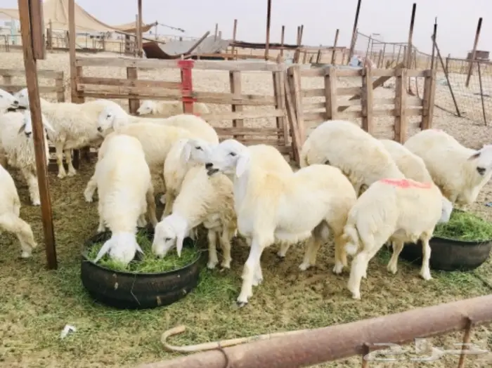 ذبايح واصله الى منزلك 32