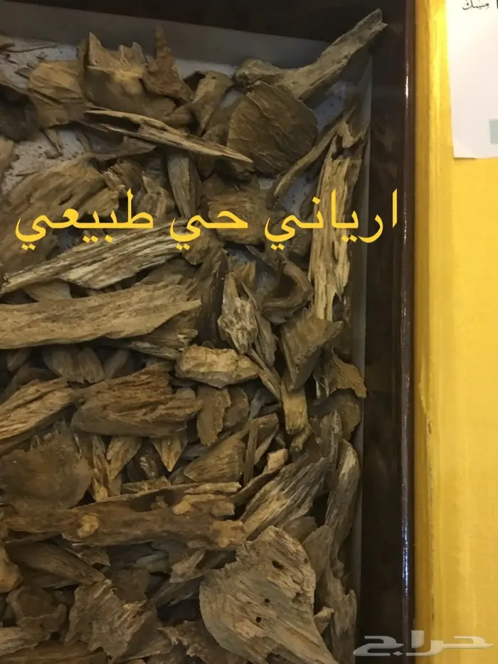 ابدا معنا تجارة العود فيها خير ورزق عظيم كثير 31