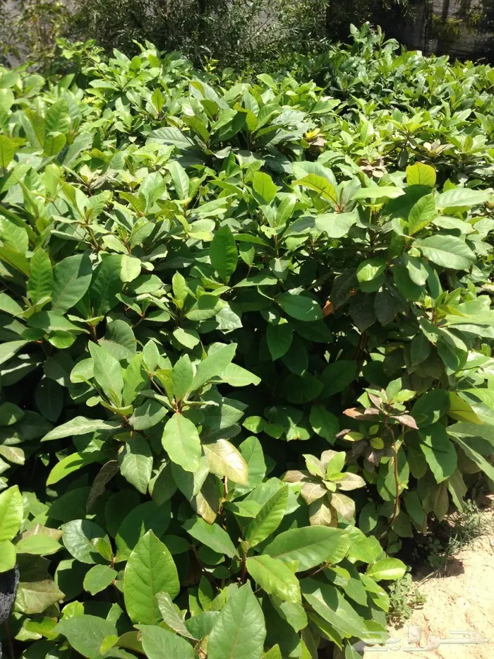 شتلات لوز بجلي Terminalia Catappa Trees 5