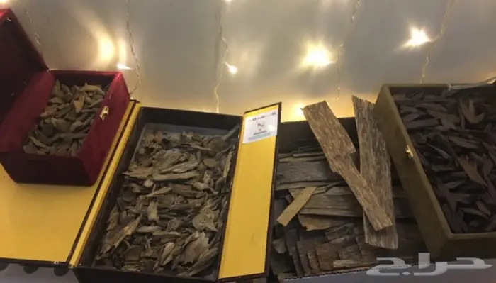 ابدا معنا تجارة العود فيها خير ورزق عظيم كثير 28