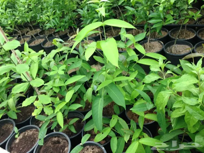 شتلة تفاح الورد للبيع 1