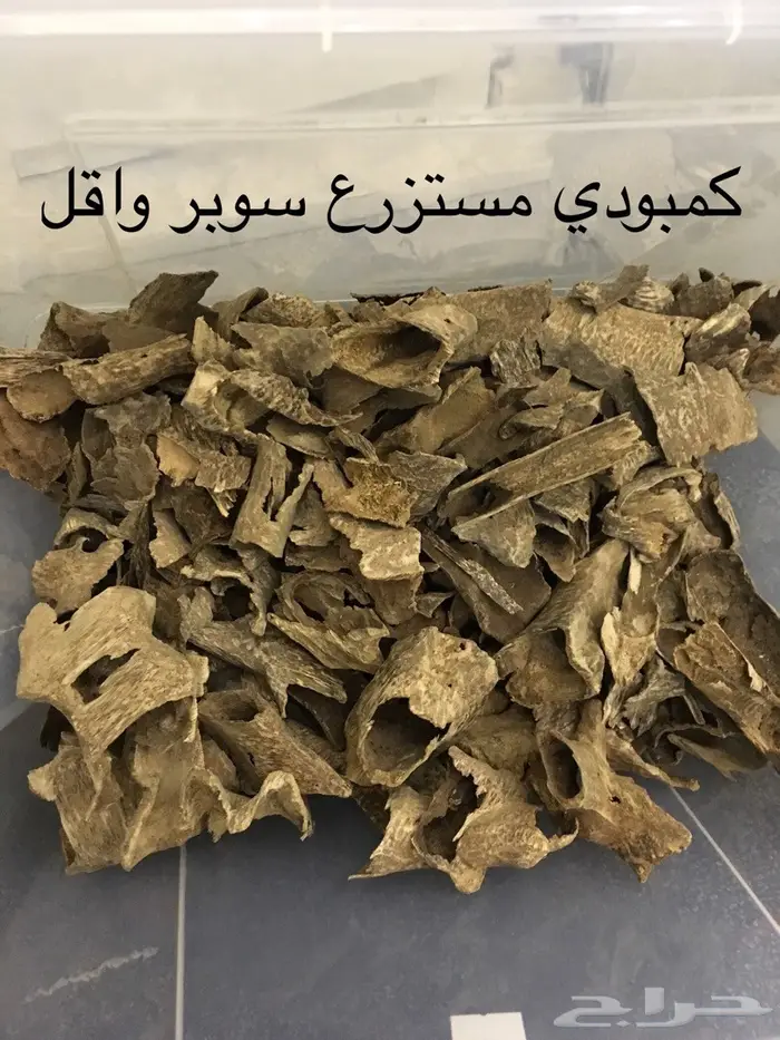 تجارة العود فيه خير كثير ورزق كثير سعر جمله 1