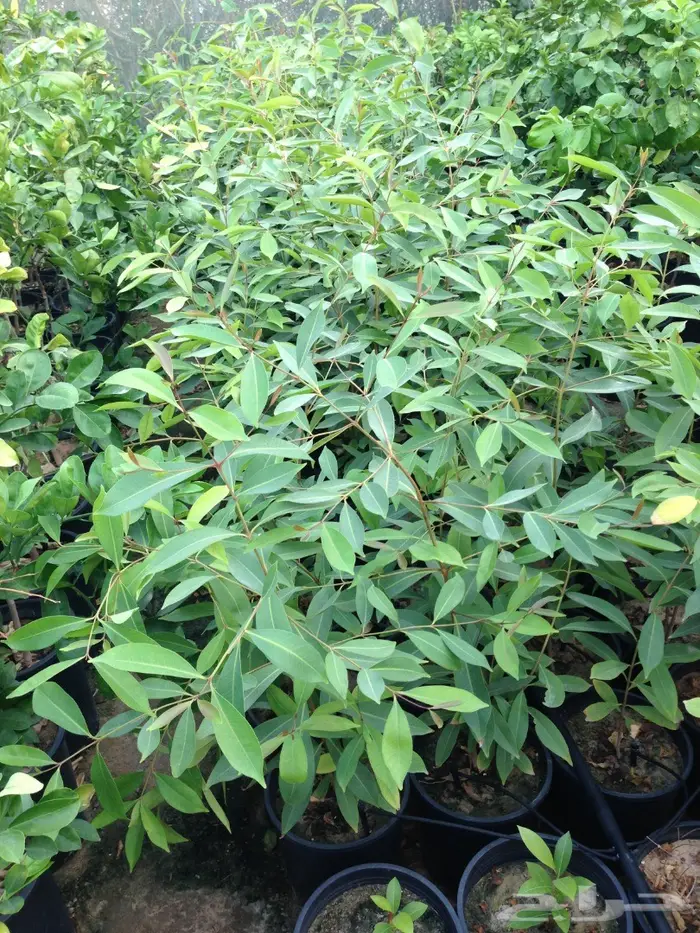 شجرة زام للبيع 0