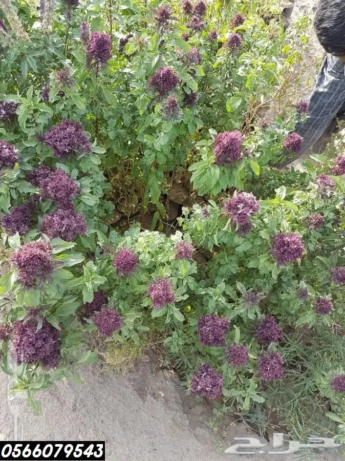 شتلات عبدالعزيز السلطان بأقل الاسعار  10