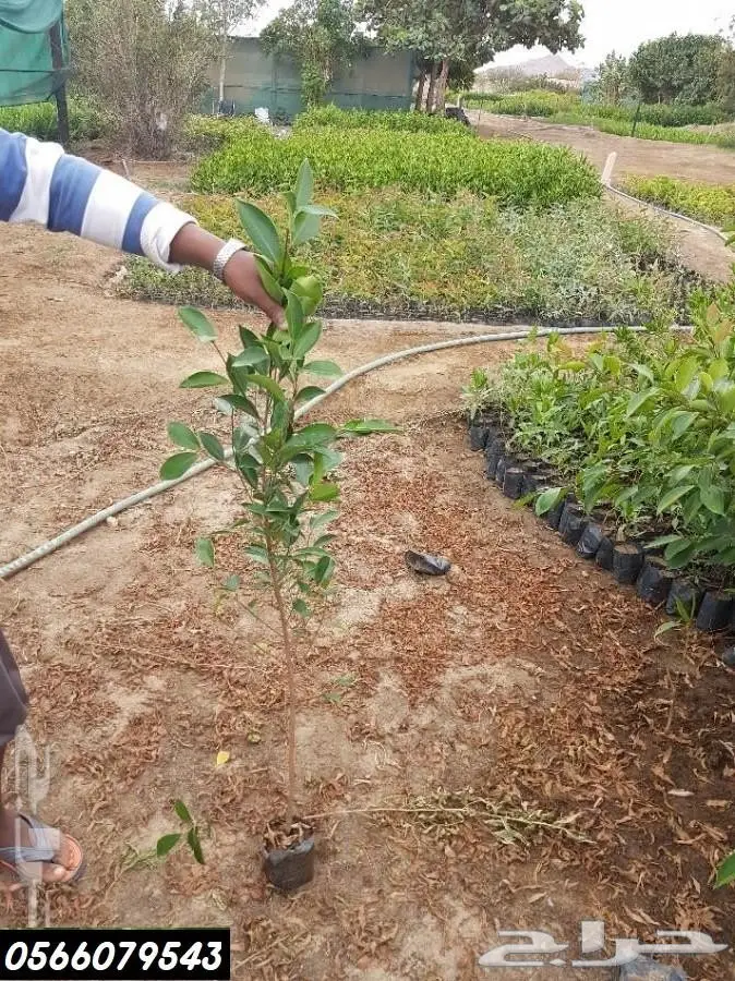 شتلات عبدالعزيز السلطان بأقل الاسعار  13