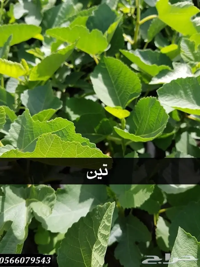 شتلات عبدالعزيز السلطان بأقل الاسعار  6