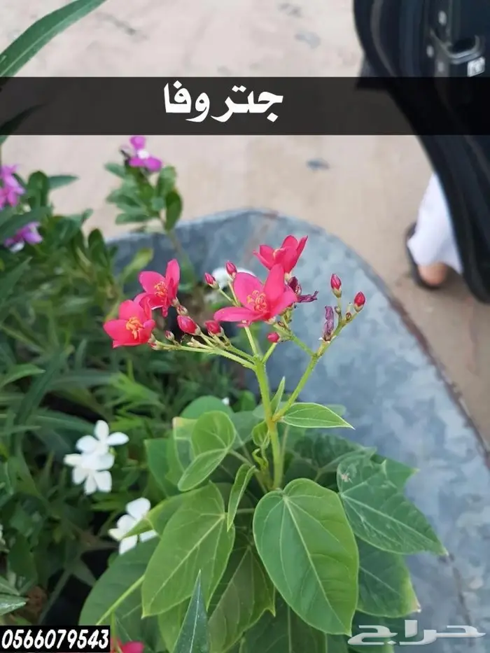 شتلات عبدالعزيز السلطان بأقل الاسعار  14