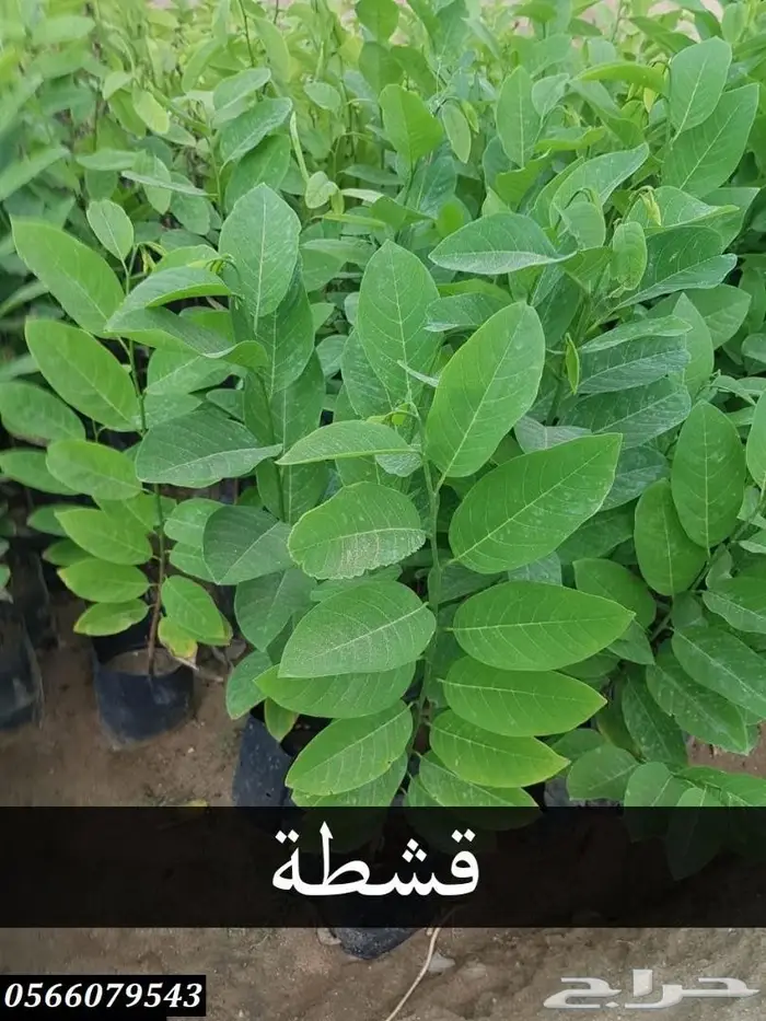 شتلات عبدالعزيز السلطان بأقل الاسعار  20