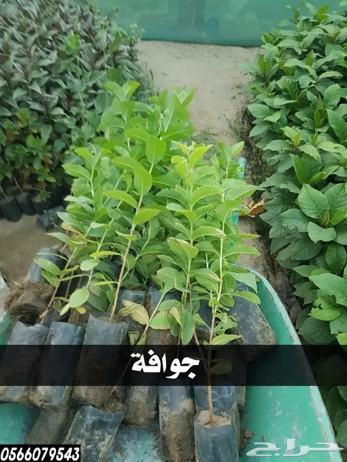 شتلات عبدالعزيز السلطان بأقل الاسعار  21