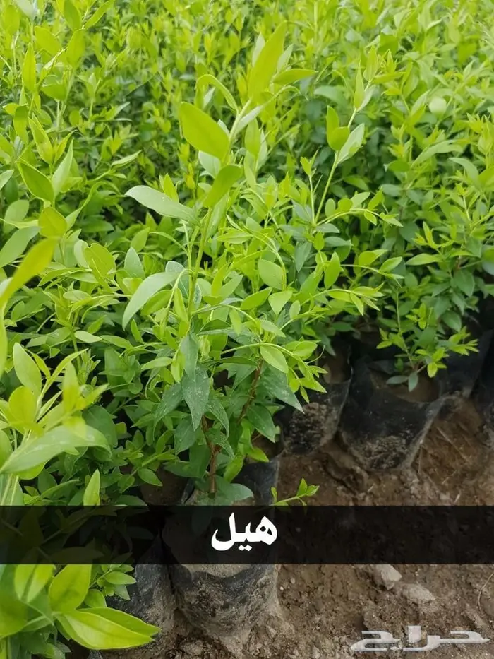 شتلات عبدالعزيز السلطان بأقل الاسعار  23