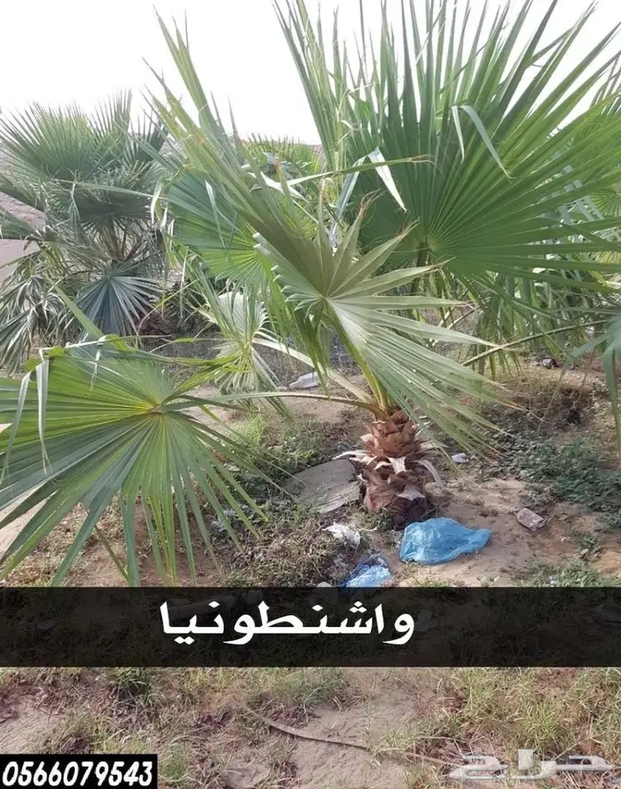 شتلات عبدالعزيز السلطان بأقل الاسعار  26