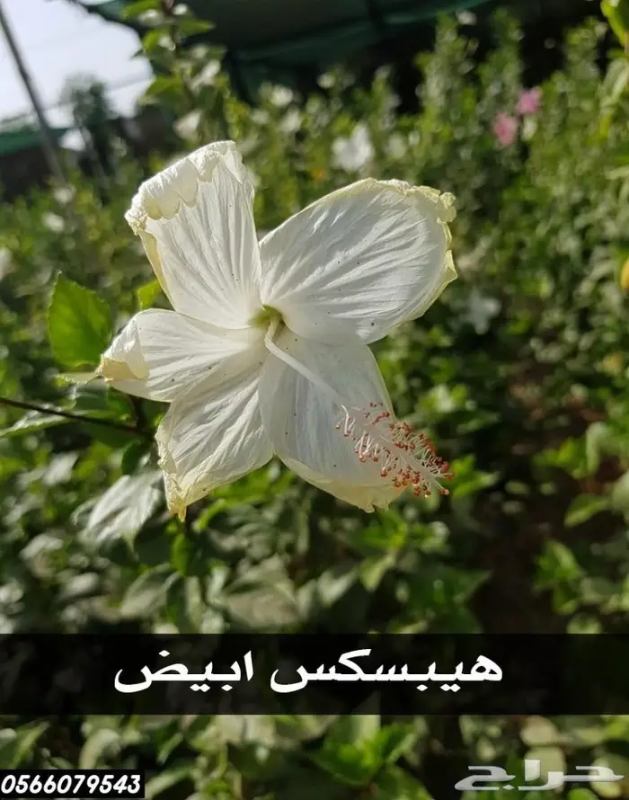 شتلات عبدالعزيز السلطان بأقل الاسعار  27