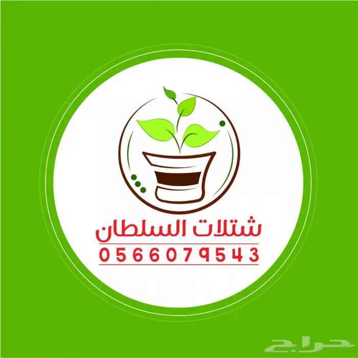 شتلات عبدالعزيز السلطان بأقل الاسعار  0