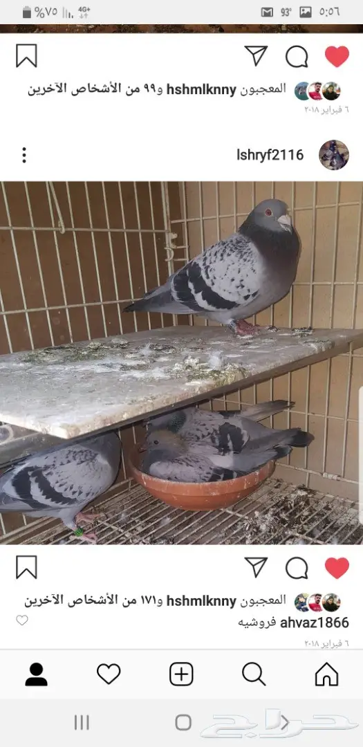زاجل أبطال وخطوط فوز بشهادات اصل و نسب 31