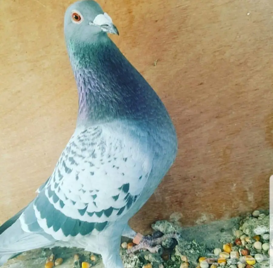 زاجل أبطال وخطوط فوز بشهادات اصل و نسب 26