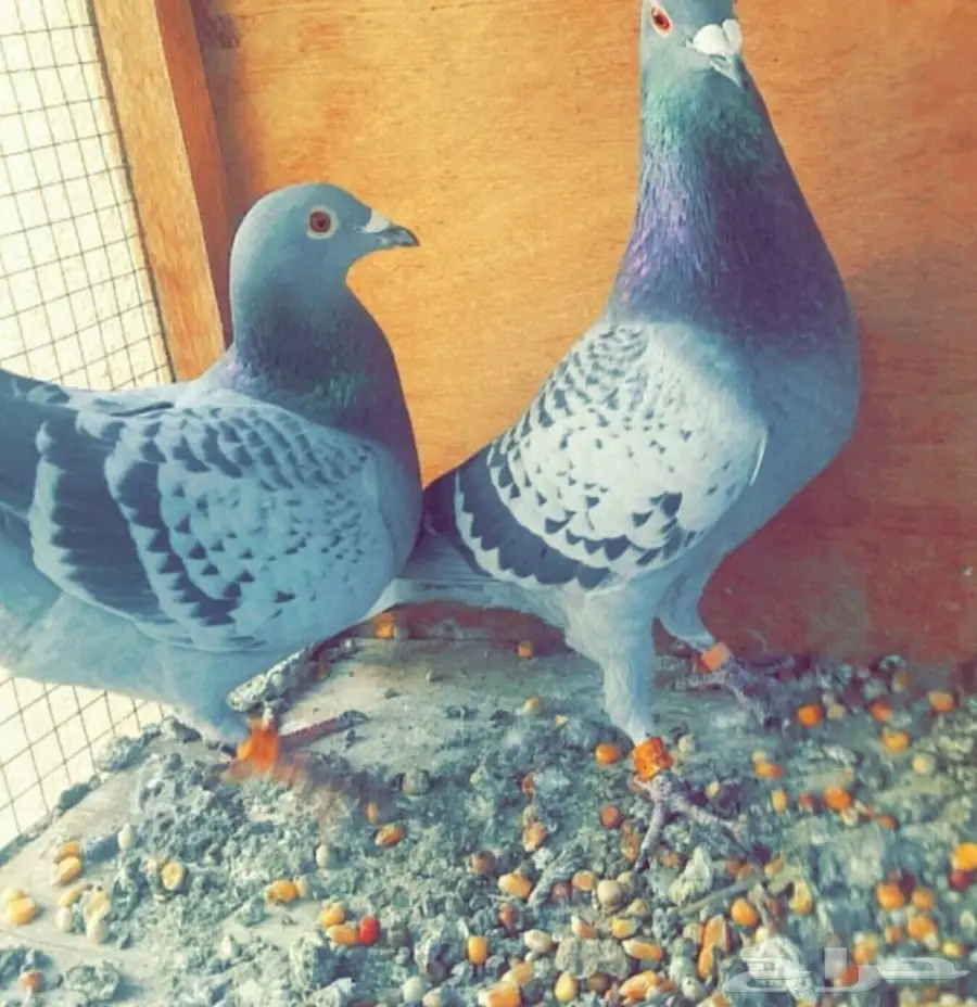 زاجل أبطال وخطوط فوز بشهادات اصل و نسب 5